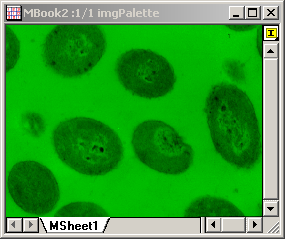 Example of Gray Colorize (output)