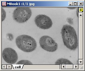 Example of Gray Colorize (original)